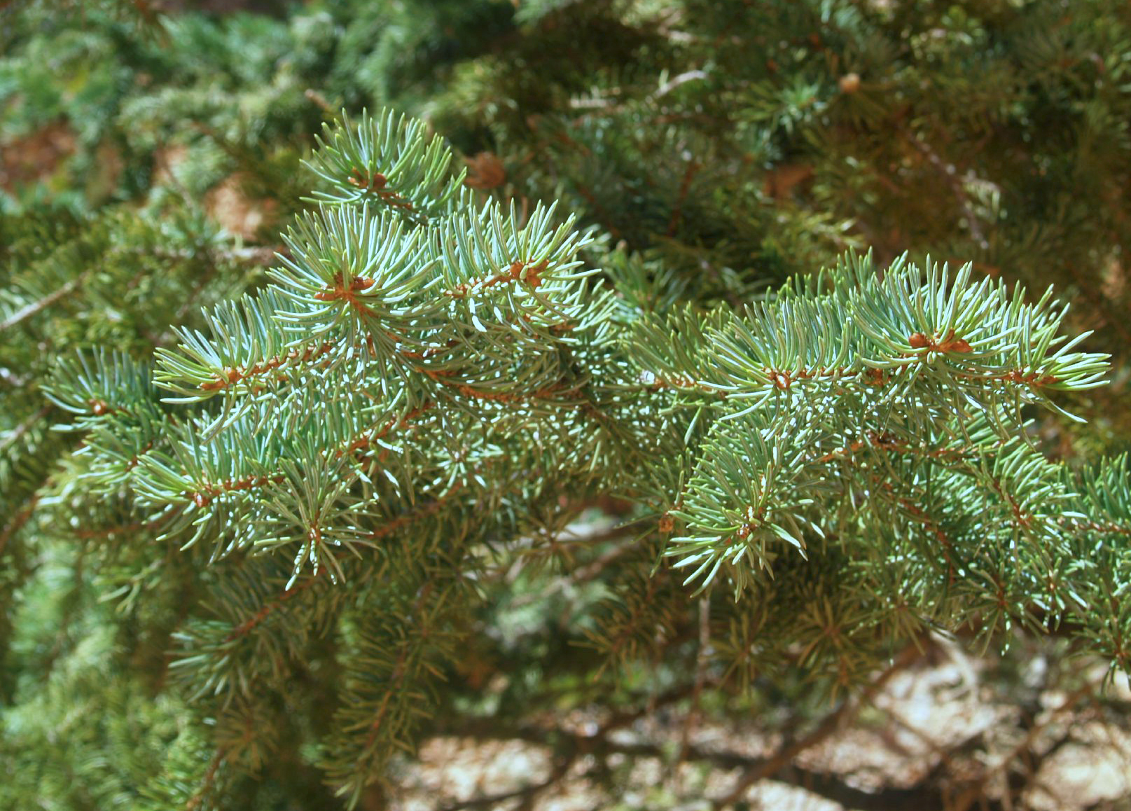 Colorado blue spruce (Plants of Chatfield State Park) · iNaturalist