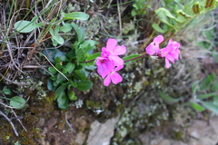 Arabis blepharophylla