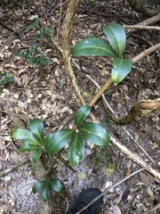 Cissus sterculiifolia