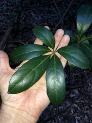 Cissus sterculiifolia