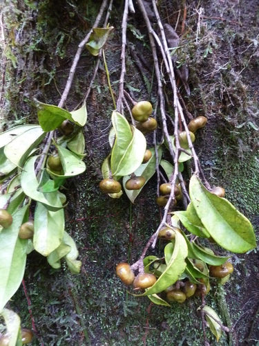 Peridiscaceae