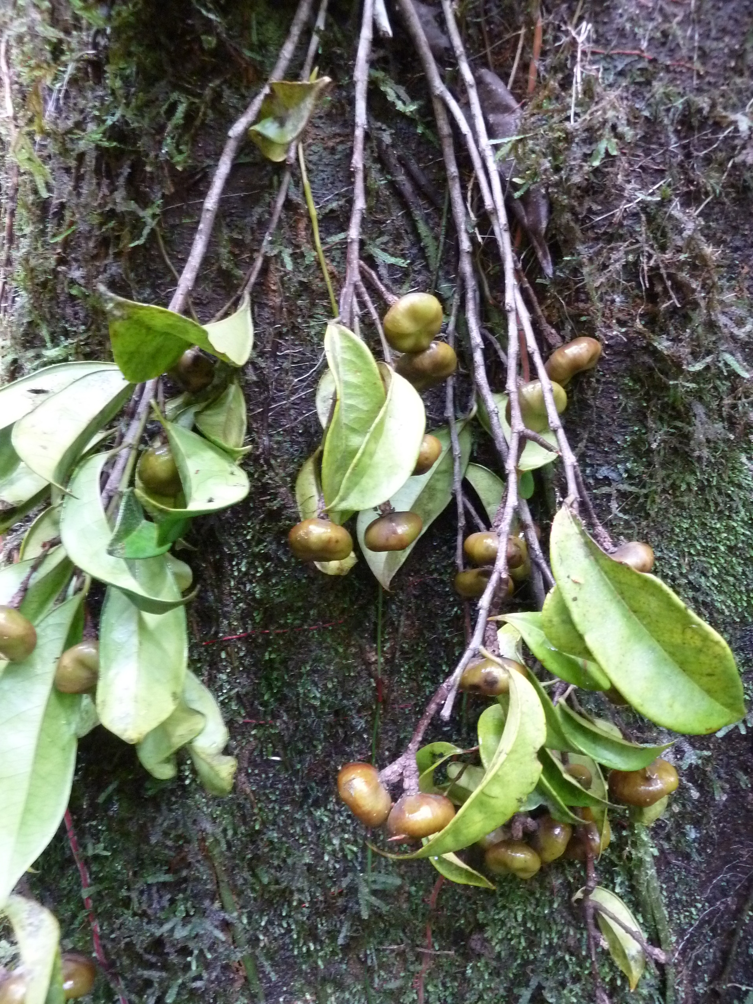Peridiscaceae