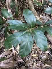 Cissus sterculiifolia