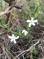 Philotheca queenslandica