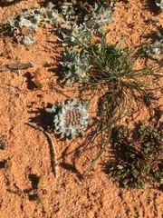 Chthonocephalus pseudevax