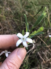 Philotheca queenslandica