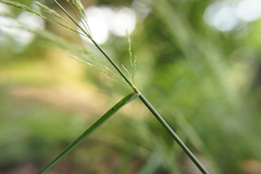Poaceae