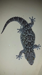 Chondrodactylus turneri