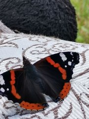 Vanessa atalanta
