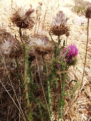 Carduus nigrescens