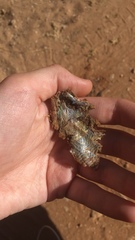 Lacerta trilineata polylepidota