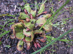 Drosera rosulata