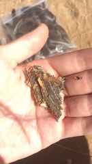 Lacerta trilineata polylepidota