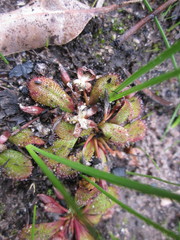 Drosera rosulata