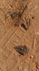 Lacerta trilineata polylepidota