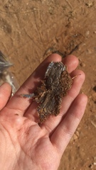 Lacerta trilineata polylepidota