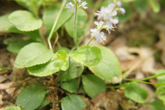 Veronica officinalis
