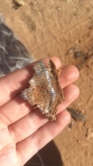 Lacerta trilineata polylepidota