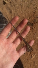 Lacerta trilineata polylepidota