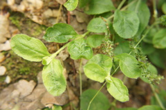 Veronica officinalis