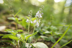 Veronica officinalis