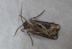 Agrotis vestigialis