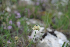 Allium marschalianum
