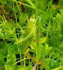 Tettigonia viridissima