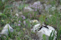 Allium marschalianum