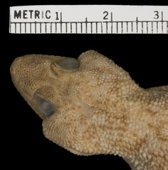 Tete Thick-Toed Gecko photo 5
