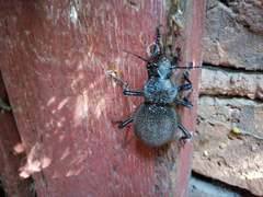 Carabus gigas