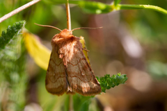 Eriopygodes imbecilla