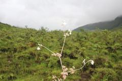 Thalictrum foetidum