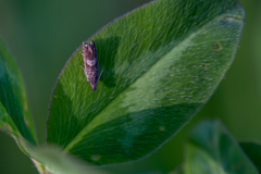 Dichrorampha agilana