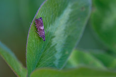 Dichrorampha agilana