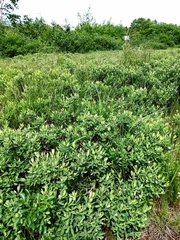 Myrica gale tomentosa
