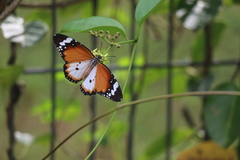 Danaus chrysippus chrysippus