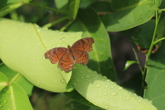 Junonia hedonia ida