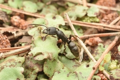 Ectomomyrmex javanus