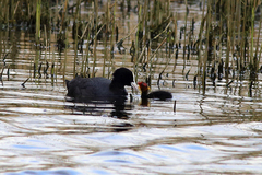 Fulica atra