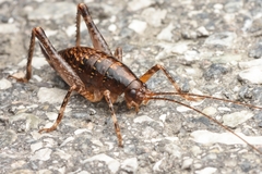 Anoplophilus koreanus