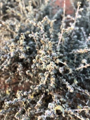 Maireana pyramidata