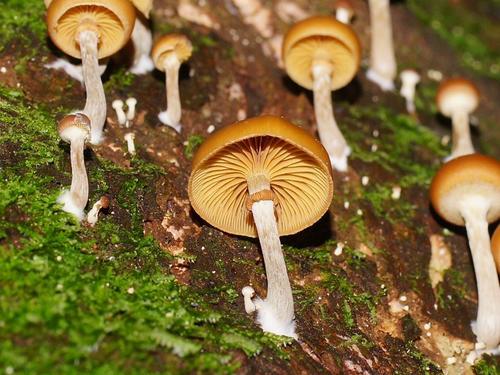 Galerina patagonica Singer