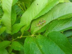 Poecilimon thoracicus