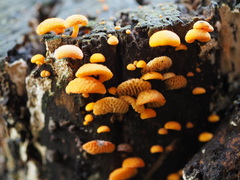 Favolaschia calocera
