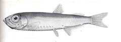 Pennant Lanternfish photo 2