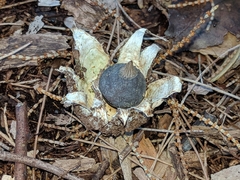 Geastrum pectinatum