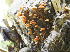 Favolaschia calocera
