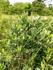 Myrica gale tomentosa