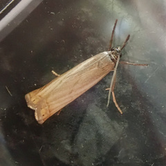 Chrysoteuchia culmella